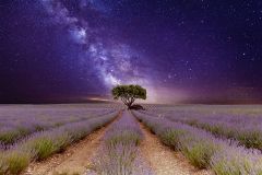 07_Lavanda-Via-Lactea