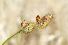 08_Macro