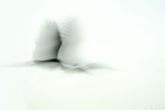 04_07-Cigueña_1