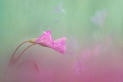04_08-Flores_4