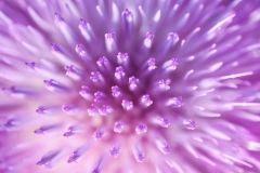 05_30-Cardo-1