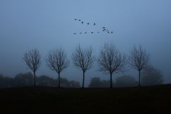 11_24_2020_Cinco-arboles