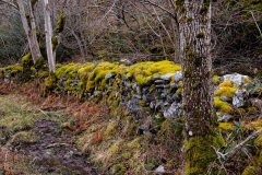 Barranco El Ortigal 3