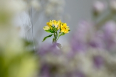Entre flores