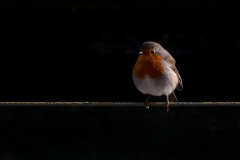 Pajaro