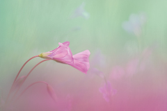 03_Marzo23__DSC7338