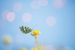 06_Junio-Mariposa