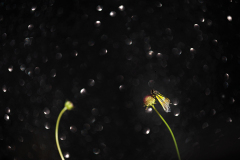 08_Noctura-Macro
